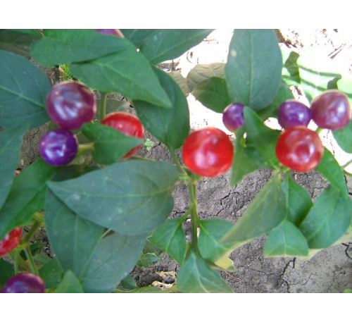 Насіння перцю гострого декоративного  Marbles Pepper Ornamental 